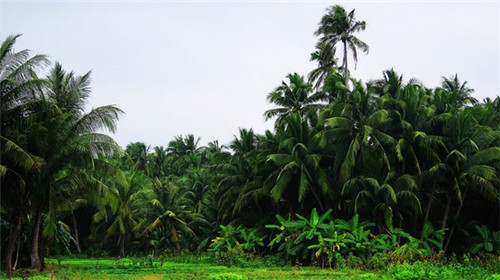 岳阳coco加盟费多少